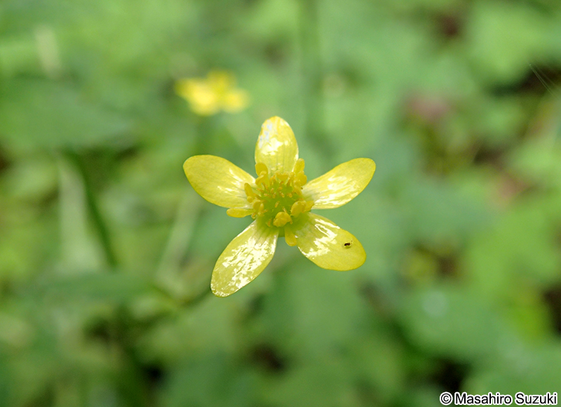 ヤマキツネノボタン Ranunculus silerifolius