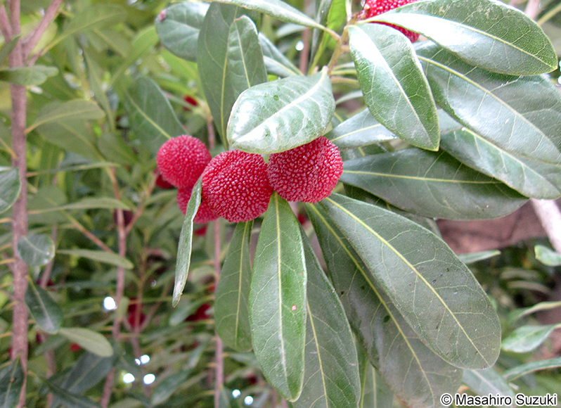 ヤマモモの果実