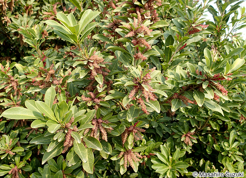 ヤマモモ Morella rubra