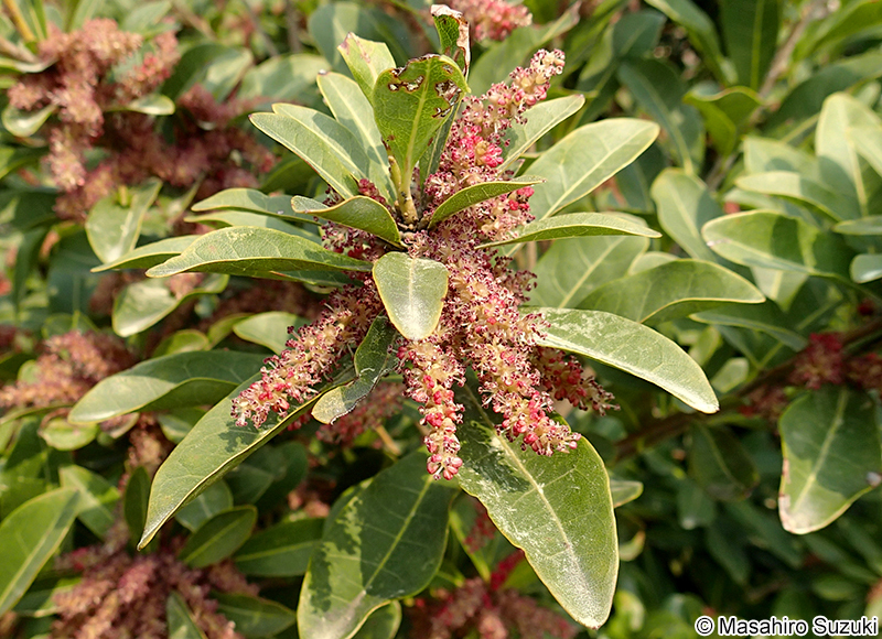 ヤマモモ Morella rubra