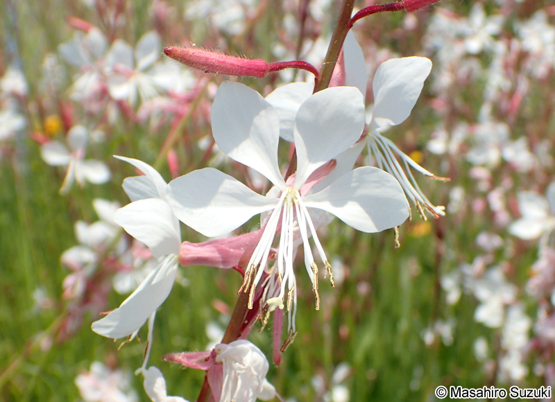 ヤマモモソウ（ハクチョウソウ） Gaura lindheimeri