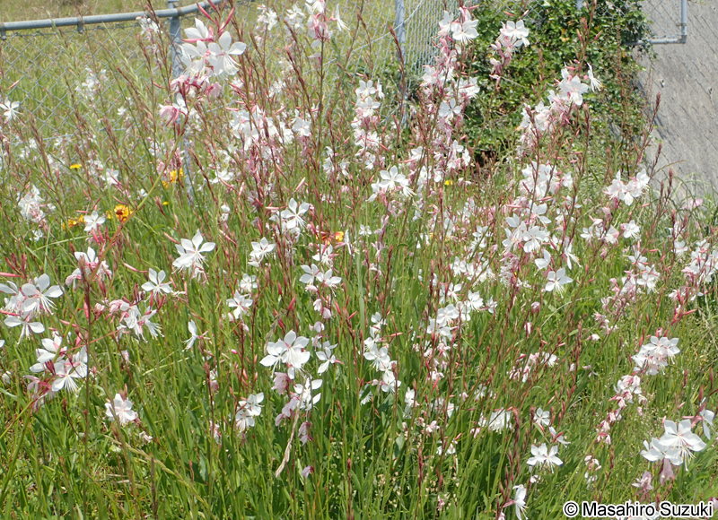 ヤマモモソウ（ハクチョウソウ） Gaura lindheimeri