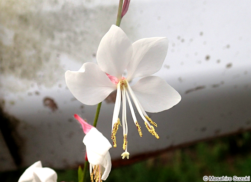 ヤマモモソウ（ハクチョウソウ） Gaura lindheimeri