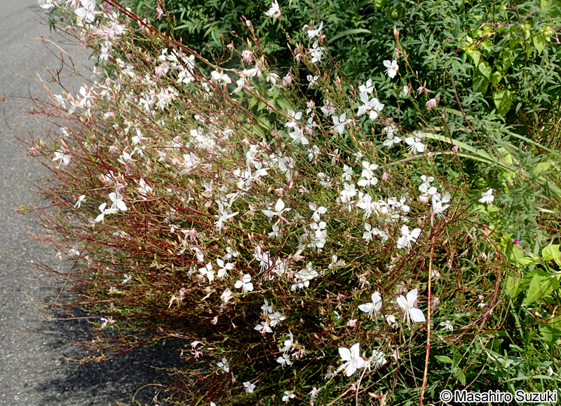 ヤマモモソウ（ハクチョウソウ） Gaura lindheimeri