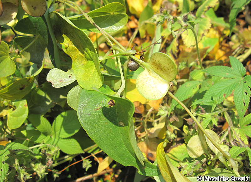 ヤマノイモ Dioscorea japonica