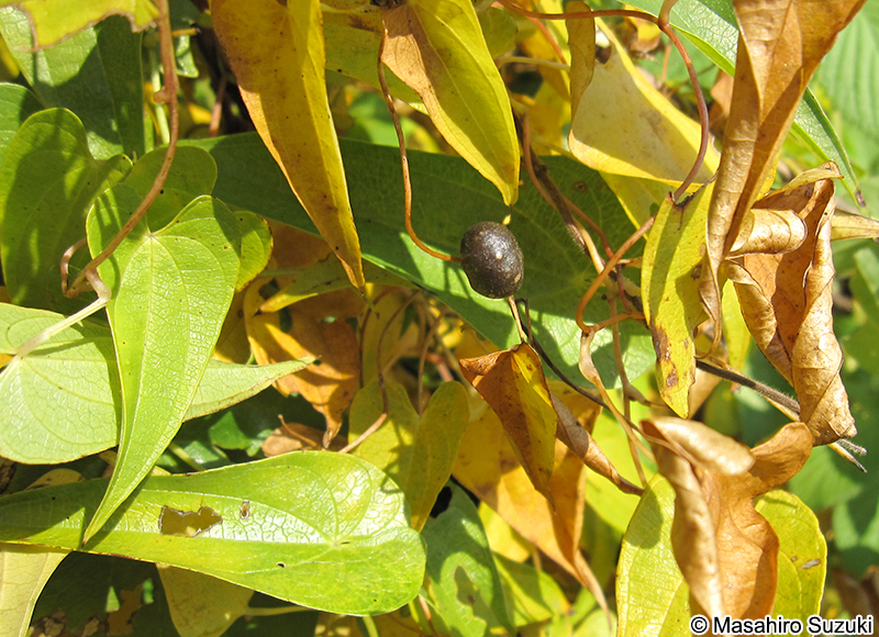 ヤマノイモのむかご