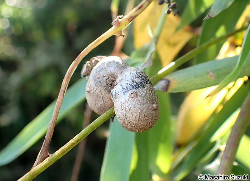 ヤマノイモ Dioscorea japonica