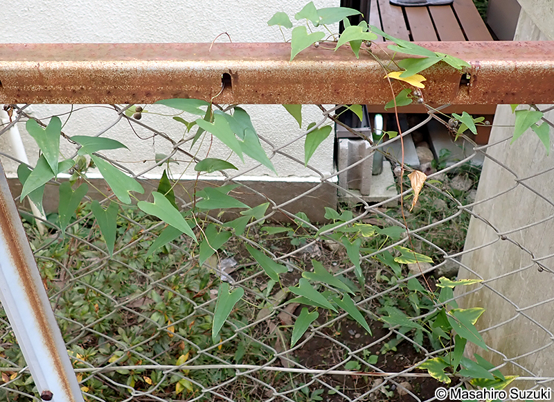 ヤマノイモ Dioscorea japonica