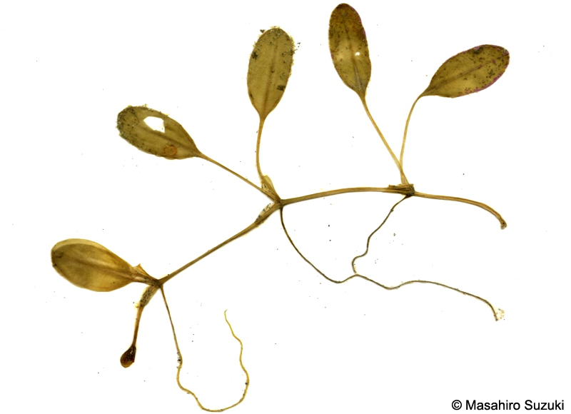 ヤマトウミヒルモの押し葉標本