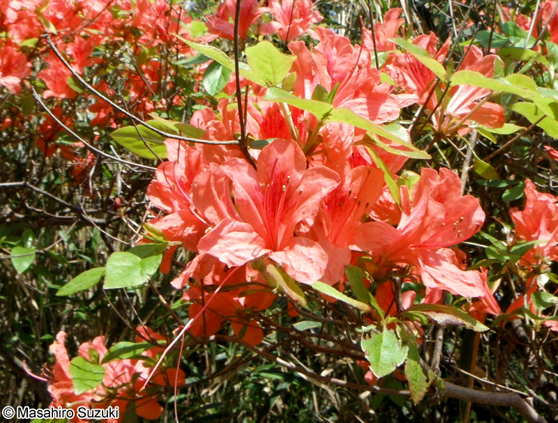 ヤマツツジ Rhododendron kaempferi