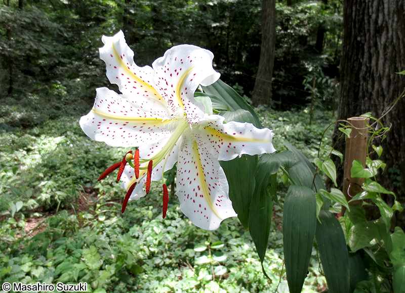 ヤマユリ Lilium auratum