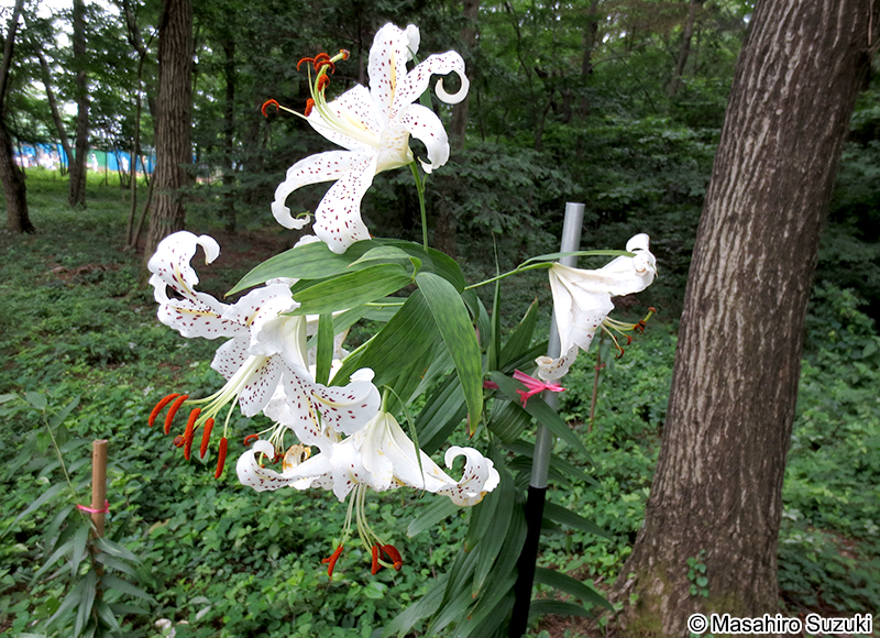 ヤマユリ Lilium auratum