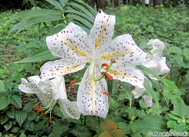 ヤマユリ Lilium auratum