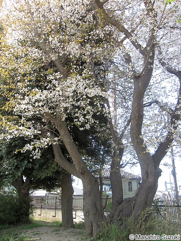 ヤマザクラ Cerasus jamasakura