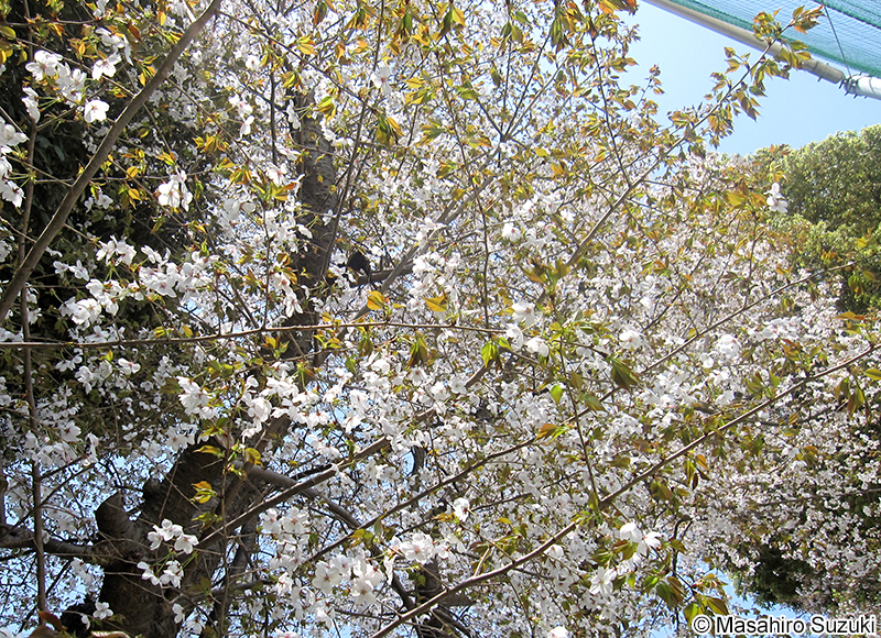 ヤマザクラ Cerasus jamasakura