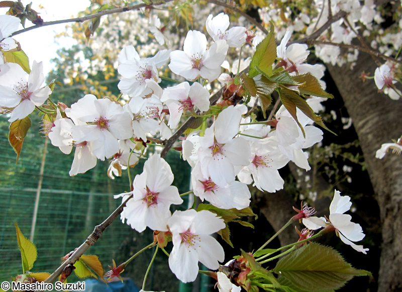 ヤマザクラ Cerasus jamasakura