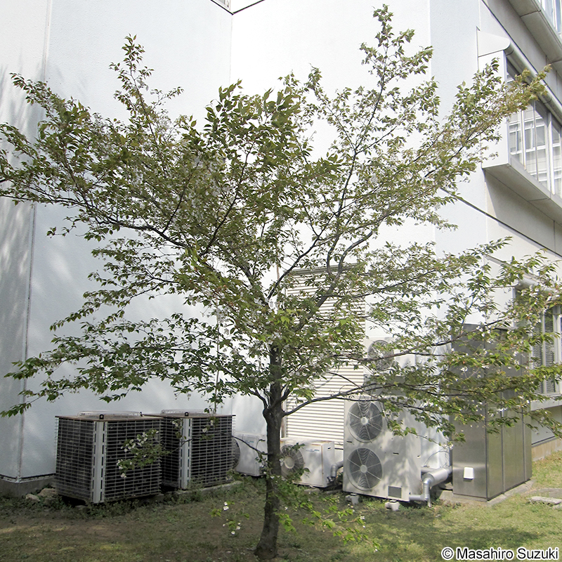 ヤマザクラ Cerasus jamasakura