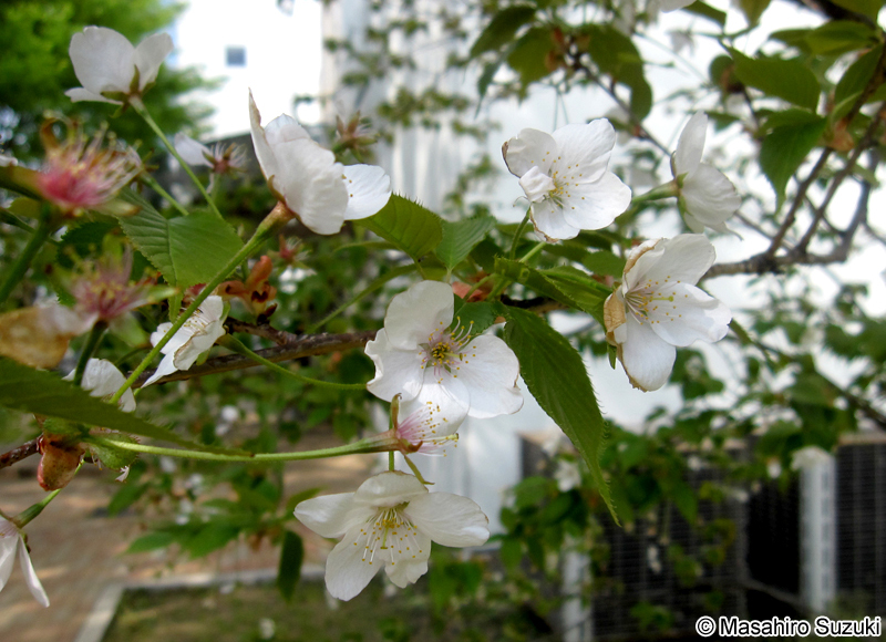 ヤマザクラ Cerasus jamasakura