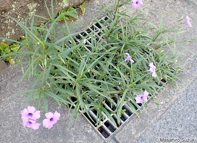 ヤナギバルイラソウ Ruellia simplex