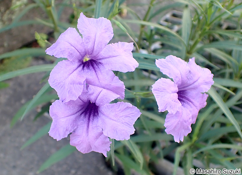 ヤナギバルイラソウ Ruellia simplex
