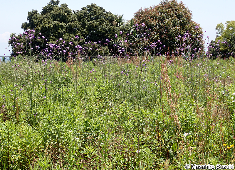 ヤナギハナガサ Verbena bonariensis