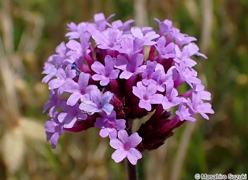 ヤナギハナガサ Verbena bonariensis