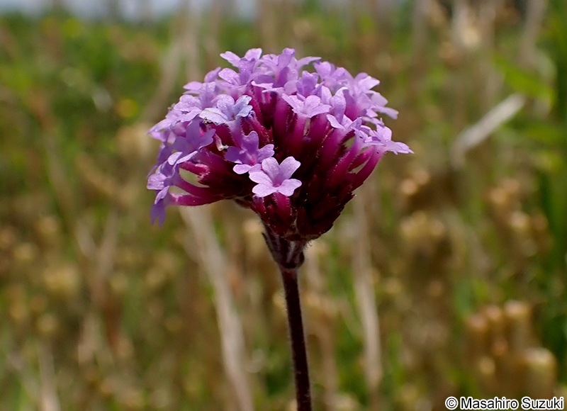 ヤナギハナガサ Verbena bonariensis