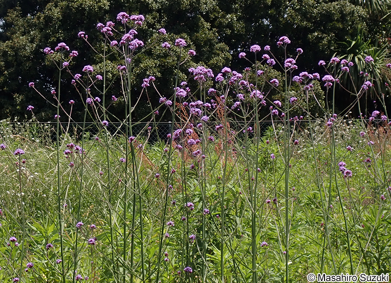 ヤナギハナガサ Verbena bonariensis