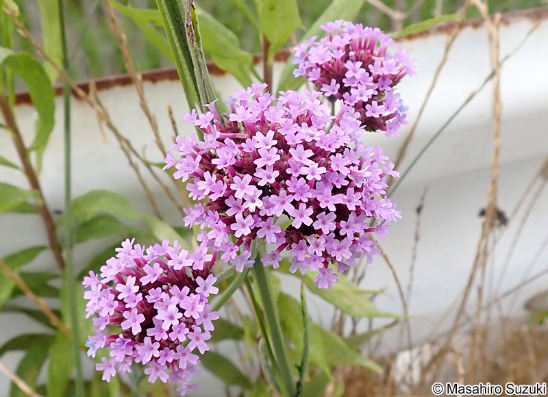 ヤナギハナガサ Verbena bonariensis