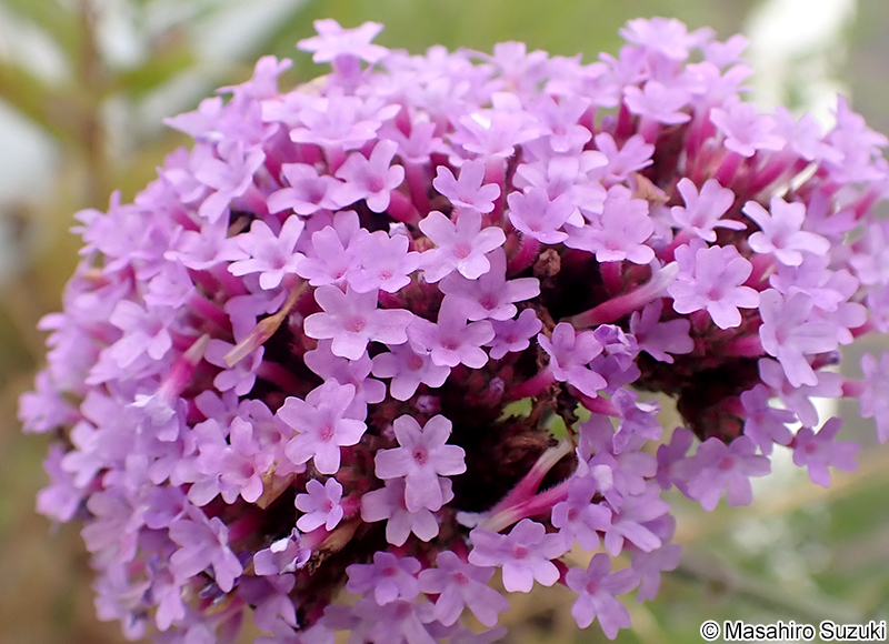 ヤナギハナガサ Verbena bonariensis