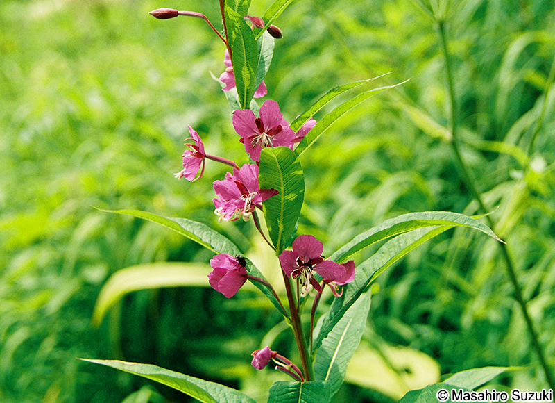 ヤナギラン Chamerion angustifolium
