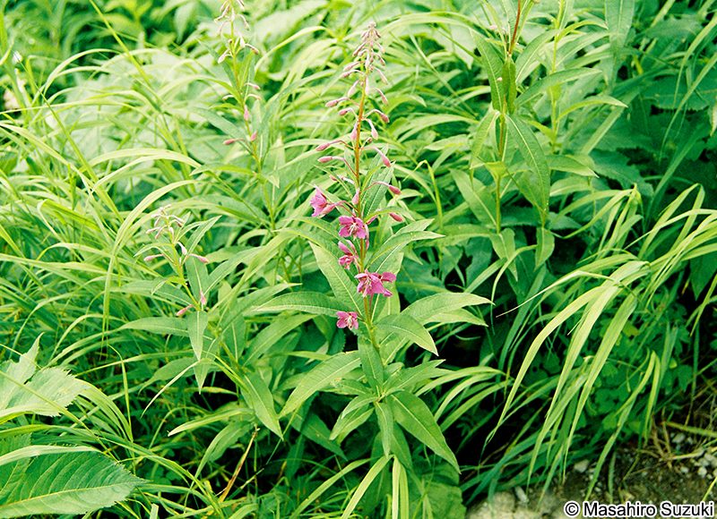 ヤナギラン Chamerion angustifolium
