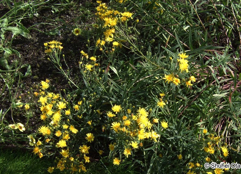 ヤナギタンポポ Hieracium umbellatum