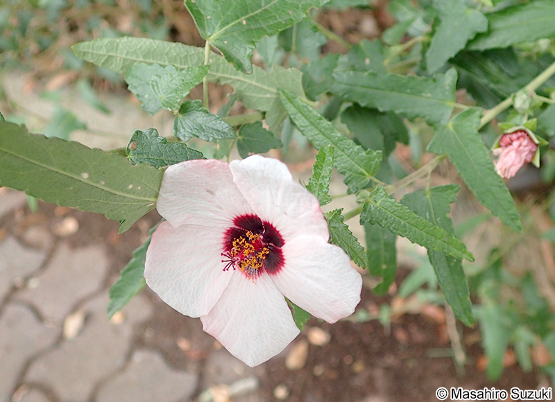 ヤノネボンテンカ Pavonia hastata