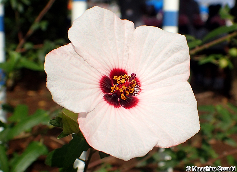 ヤノネボンテンカ Pavonia hastata