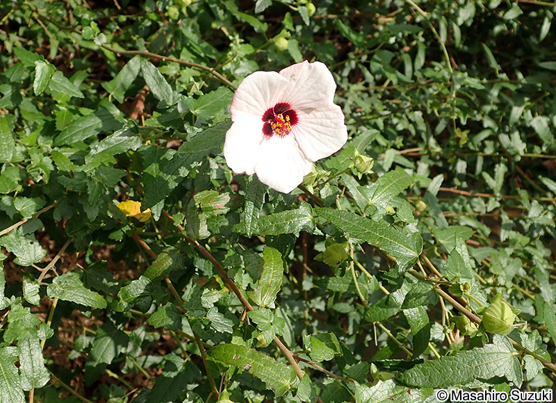 ヤノネボンテンカ Pavonia hastata