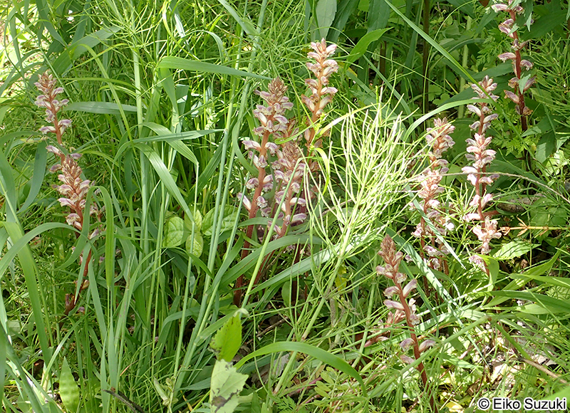 ヤセウツボ Orobanche minor var. minor
