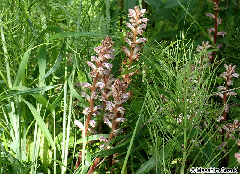 ヤセウツボ Orobanche minor var. minor
