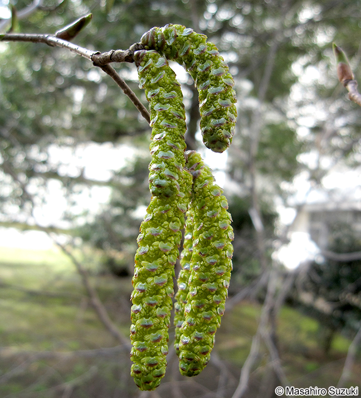 ヤシャブシの花