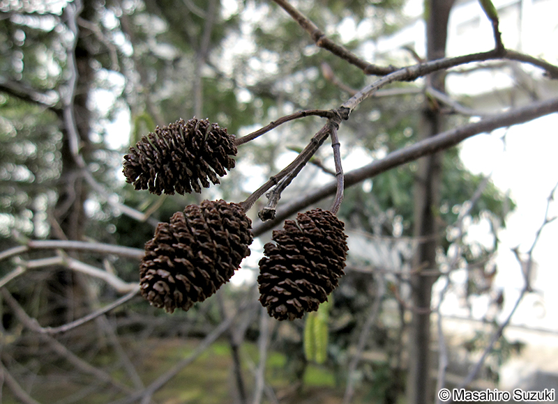 ヤシャブシ Alnus firma