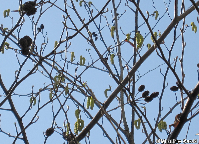 ヤシャブシ Alnus firma