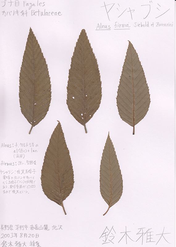 ヤシャブシの押し葉