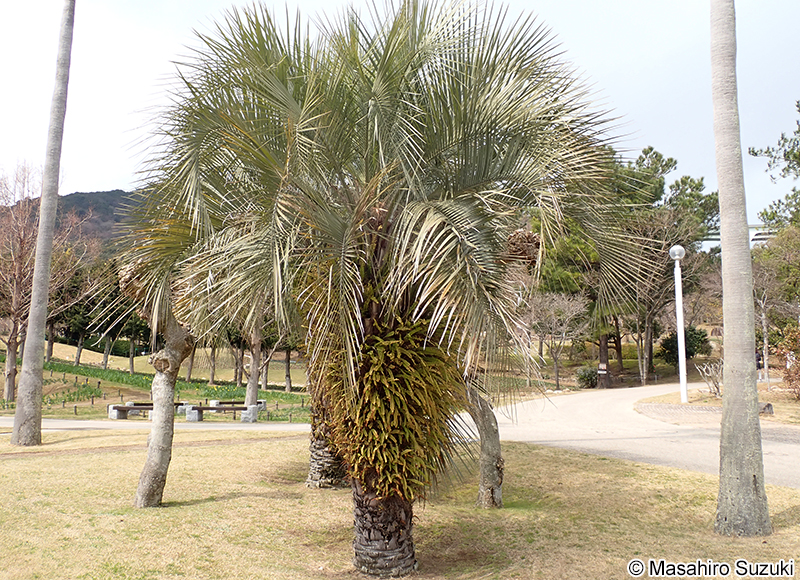 ヤタイヤシ Butia yatay