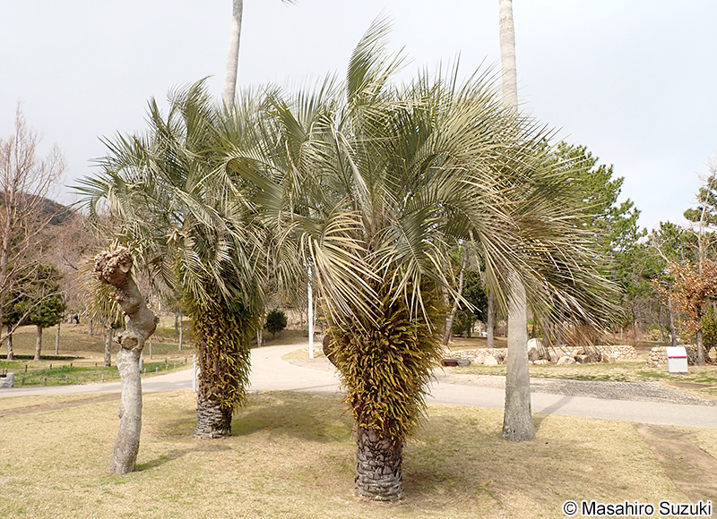 ヤタイヤシ Butia yatay