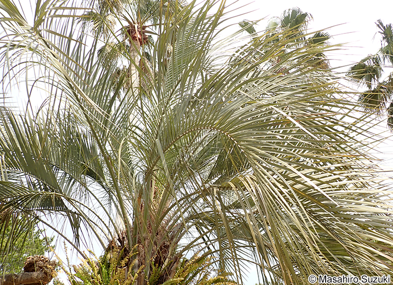 ヤタイヤシ Butia yatay