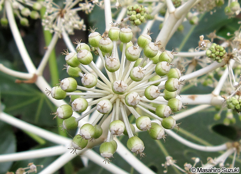 ヤツデ Fatsia japonica