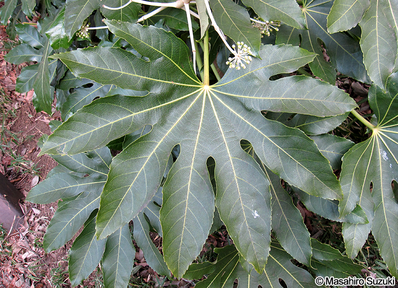 ヤツデ Fatsia japonica