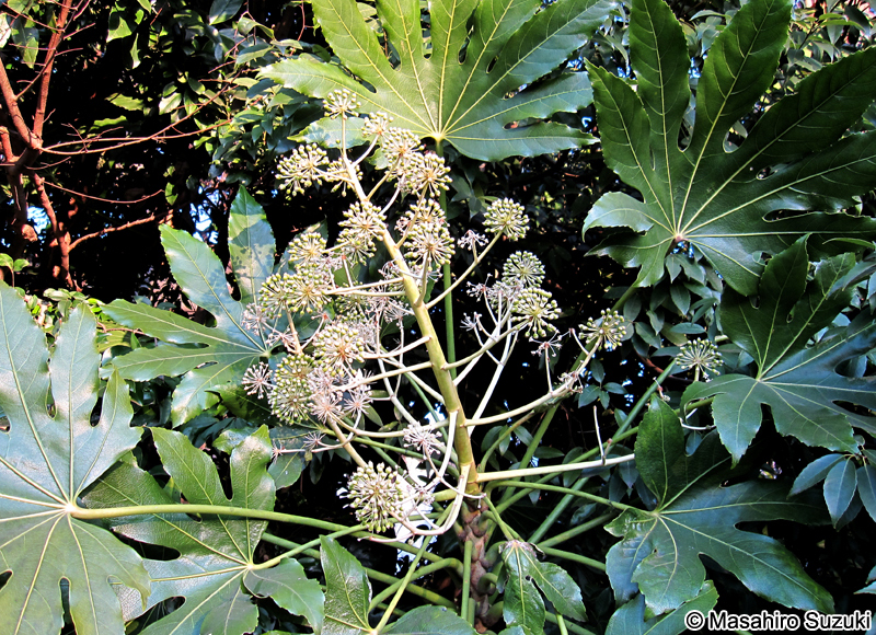 ヤツデ Fatsia japonica