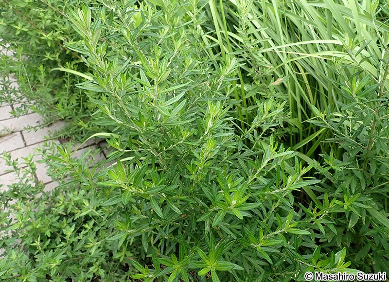 ヨモギの仲間 Artemisia