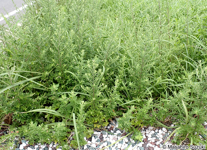 ヨモギの仲間 Artemisia